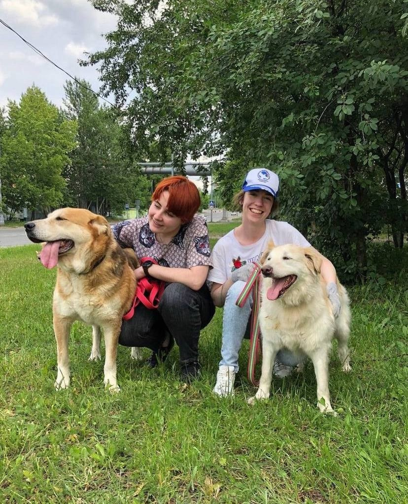 Прогулки и волонтерство. Забери домой друга
