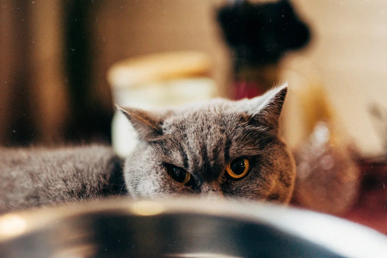 6 КОТОВ. Миша Снимет | твой фотограф