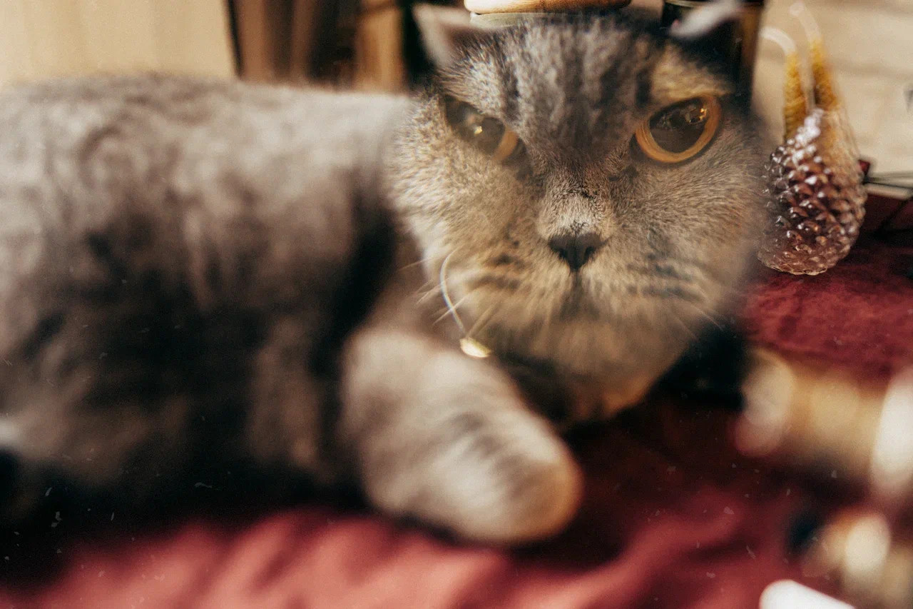 6 КОТОВ. Миша Снимет | твой фотограф