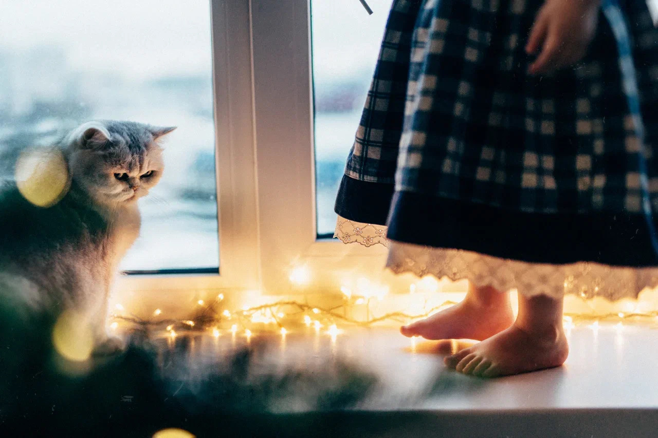 6 КОТОВ. Миша Снимет | твой фотограф