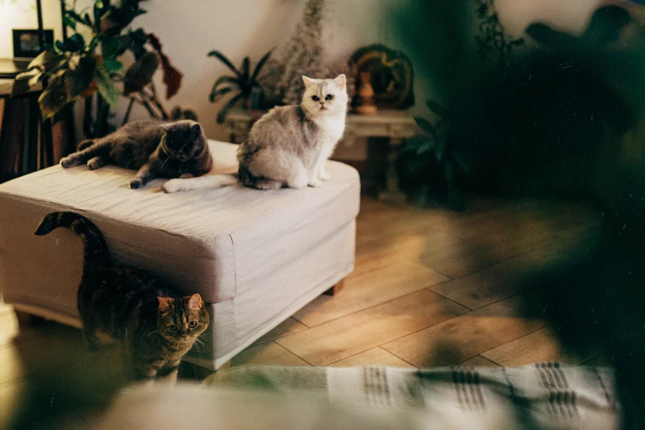 6 КОТОВ. Миша Снимет | твой фотограф