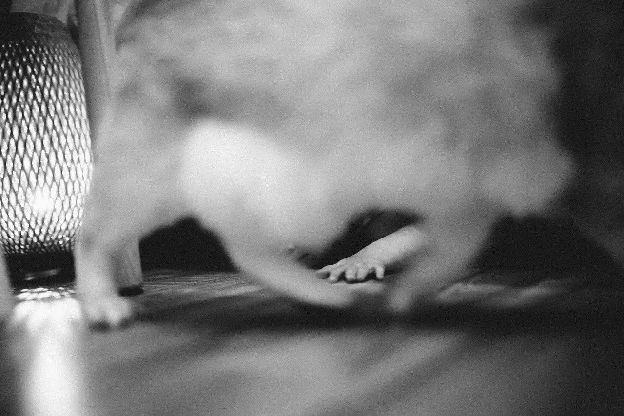 6 КОТОВ. Миша Снимет | твой фотограф