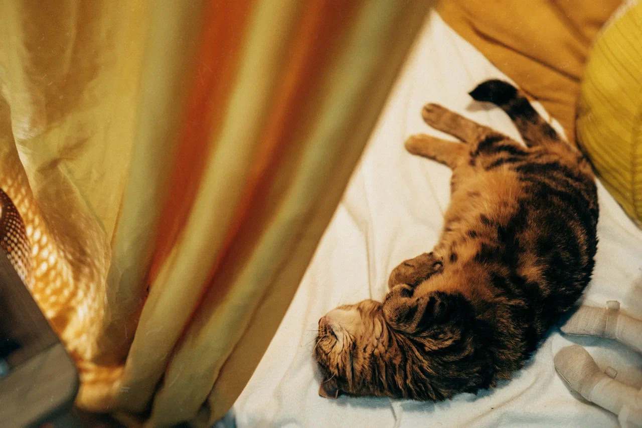 6 КОТОВ. Миша Снимет | твой фотограф