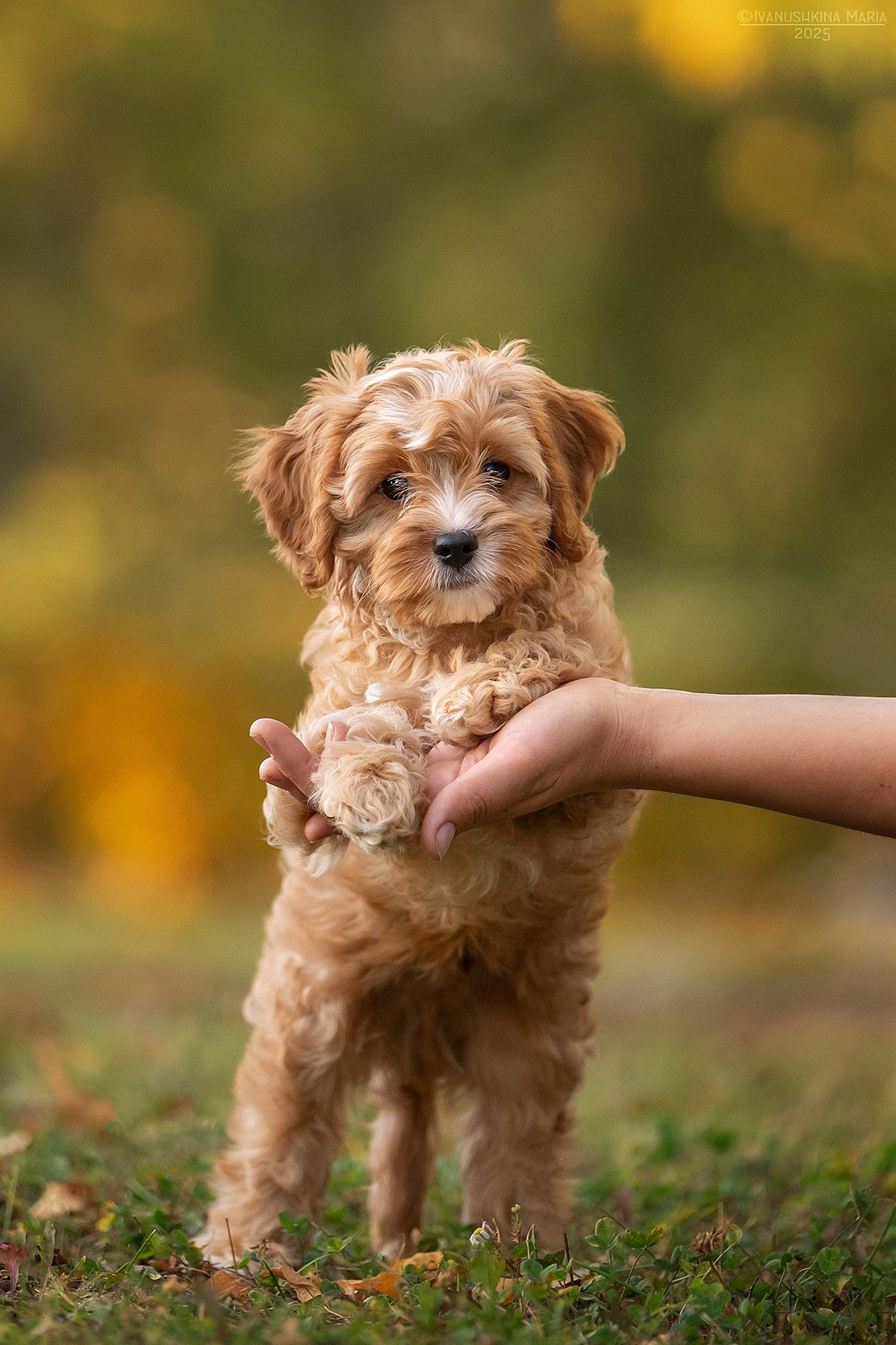 Фотосессия щенков на продажу. Фотограф собак в Москве и Московской области Иванушкина Мария