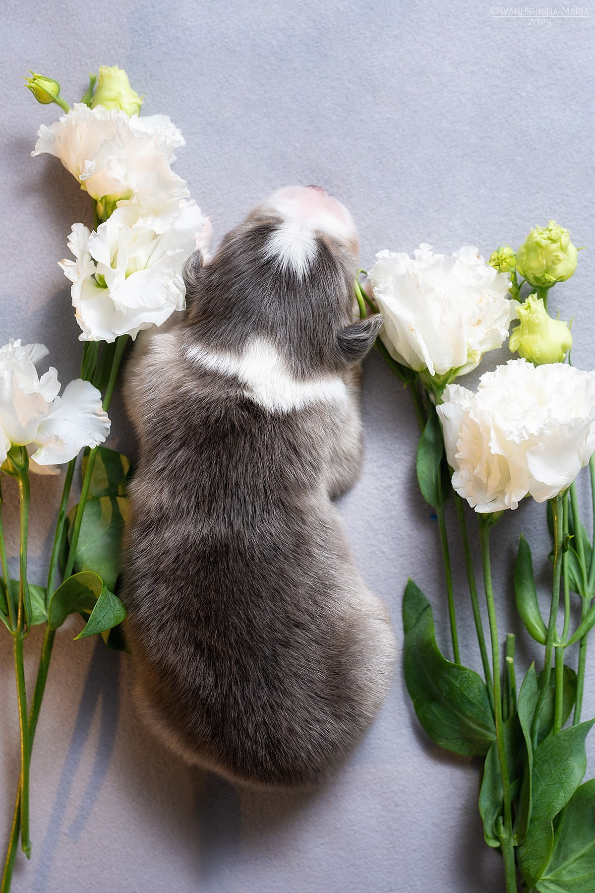 Ньюборн фотосессия щенков. Фотограф собак в Москве и Московской области Иванушкина Мария