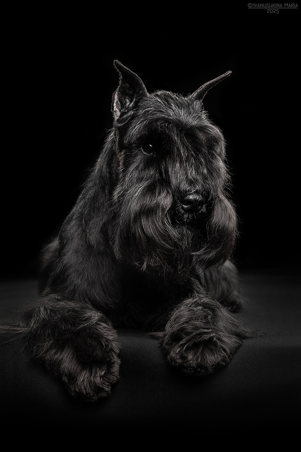 Фотосессия собаки в студии. Фотограф собак в Москве и Московской области Иванушкина Мария