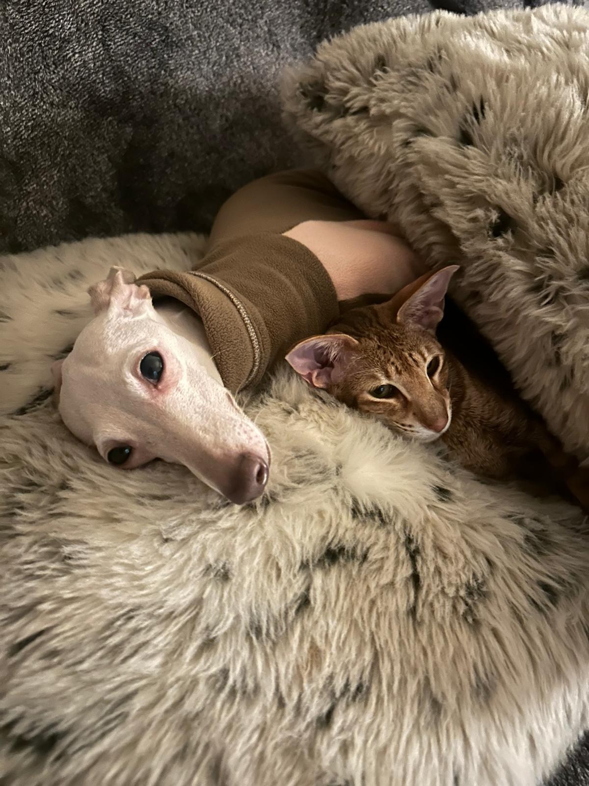 Левретки и кошки. Профессиональный питомник левреток РКФ/FCI ASTI SAPPHIRE 💎 Сочи|Санкт-Петербург