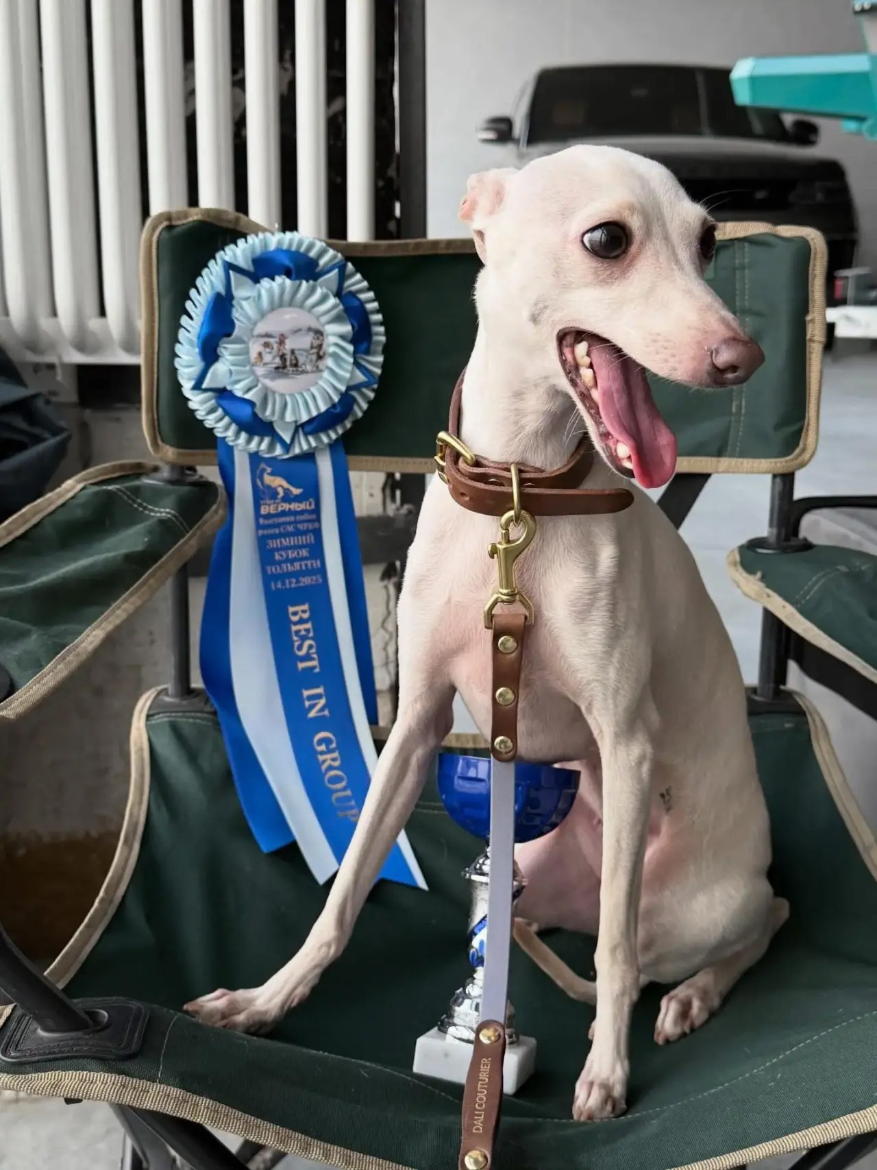 Красавица Цунами. Professional Italian Greyhound Kennel RKF/FCI ASTI SAPPHIRE 💎 Sochi|St. Petersburg