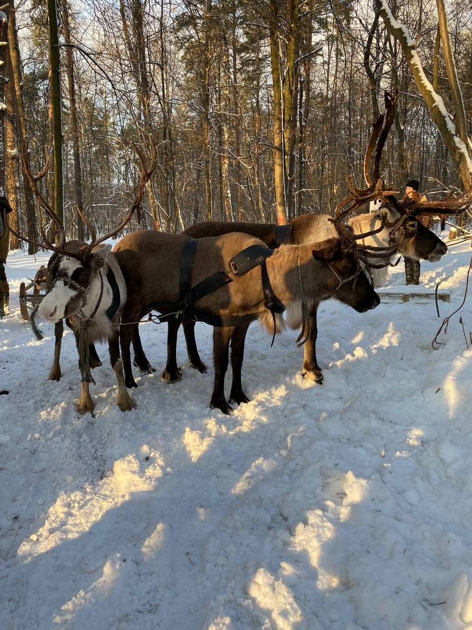 В гости к северным оленям | 02.12.2023. Галерея Фантим