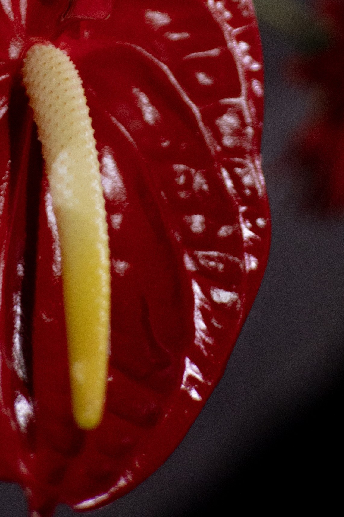 Оформление Отчетного концерта Музыкальной школы Глазунова. Оформление свадеб, декор свадеб Вера Маркова, Москва