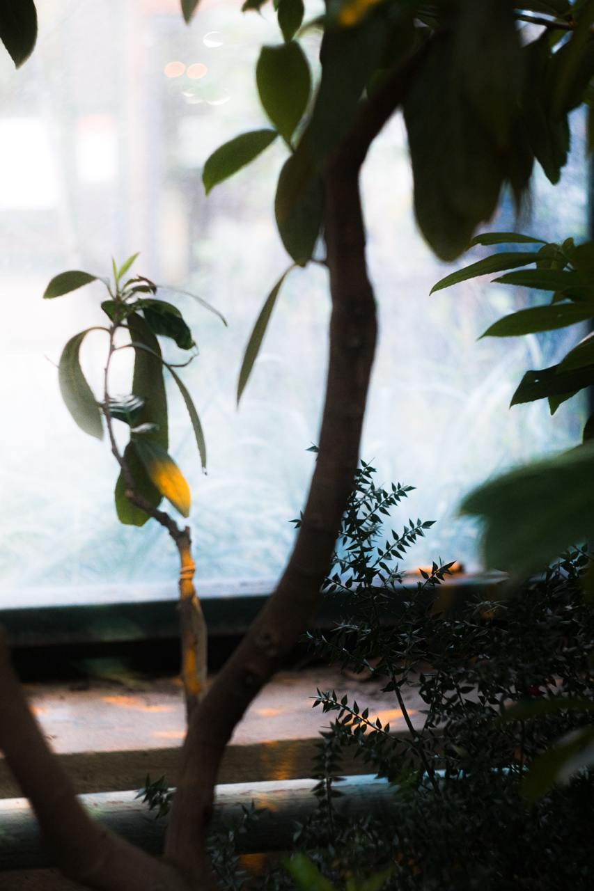 Аптекарский огород. Софа Катастрофа, Одичание. фотохудожница, креативный продюсер, автор. Nude, eros, портретный фотограф