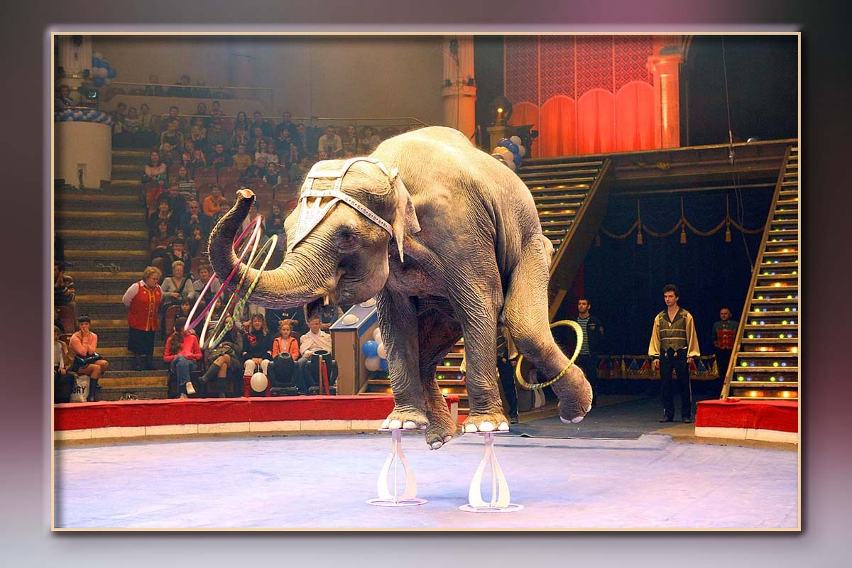 Корпоратив Дон-Строй Новый год. Skazka.wfolio.pro