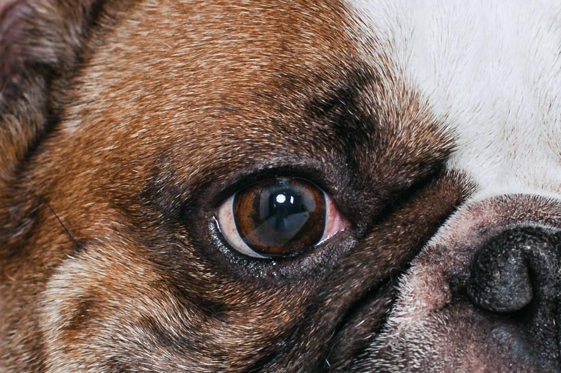 Пижамная вечеринка французских бульдогов и их хозяев. Фотограф-анималист Татьяна Степанова