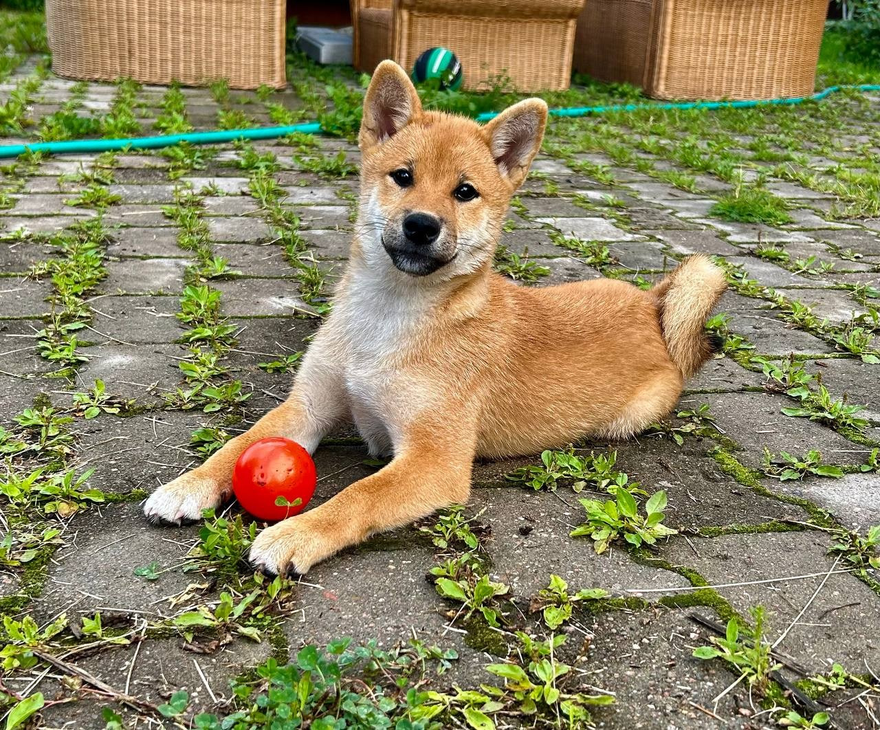 сиба питомник Рубилайт щенки на продажу rubylight  сиба щенки купить СПб Санкт-Петербург