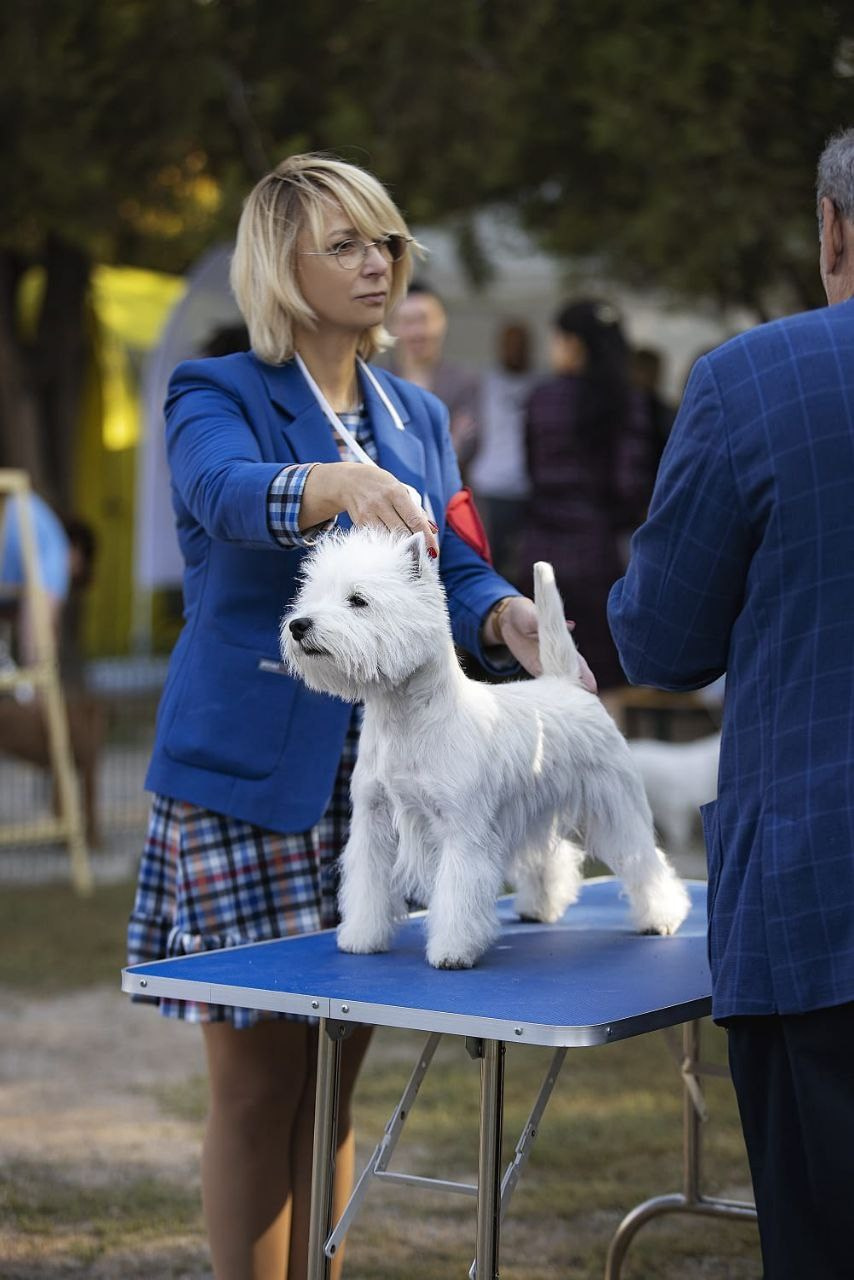 Три дня международных выставок в Бишкеке, Кыргызстан. Питомник собак породы вест хайленд вайт терьер в Москве