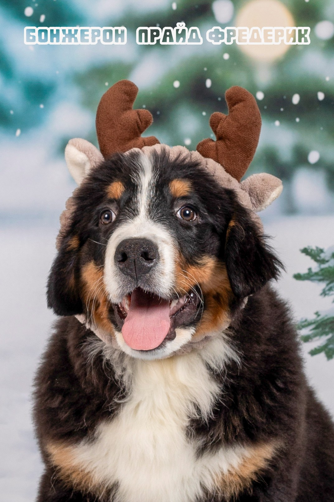 Бонжерон прайд. Фотограф 📸 семейный, предметный, репортажный