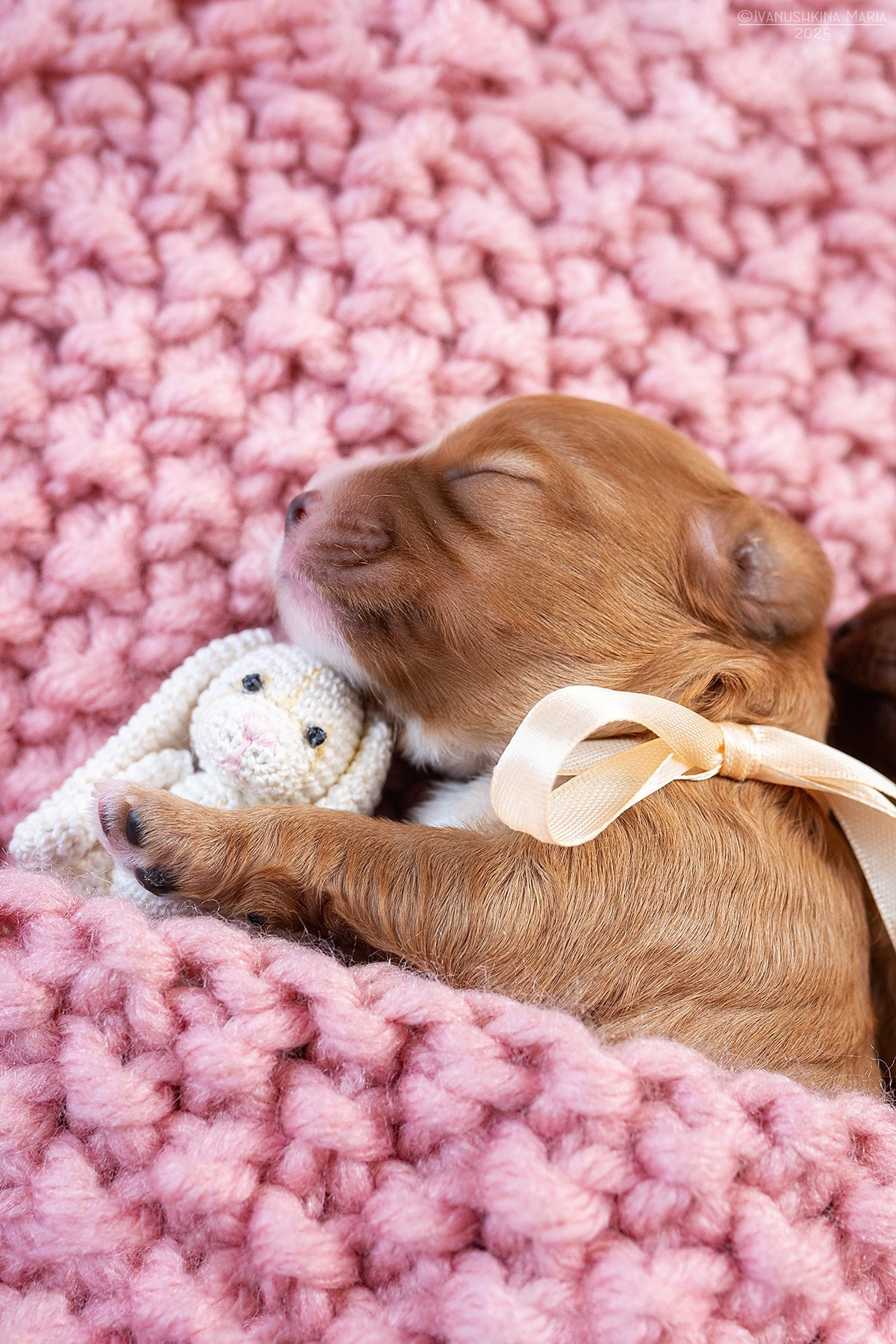Ньюборн фотосессия щенков. Фотограф собак в Москве и Московской области Иванушкина Мария