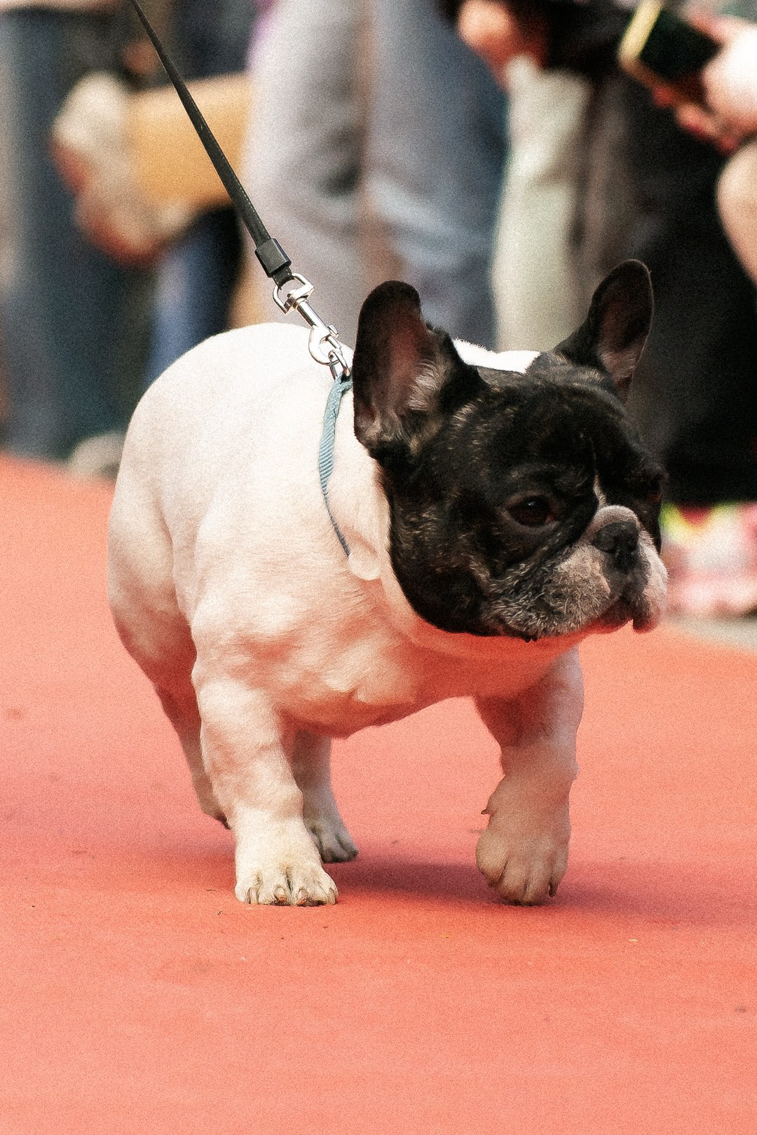 Парад Бульдогов. Axenov_eugene