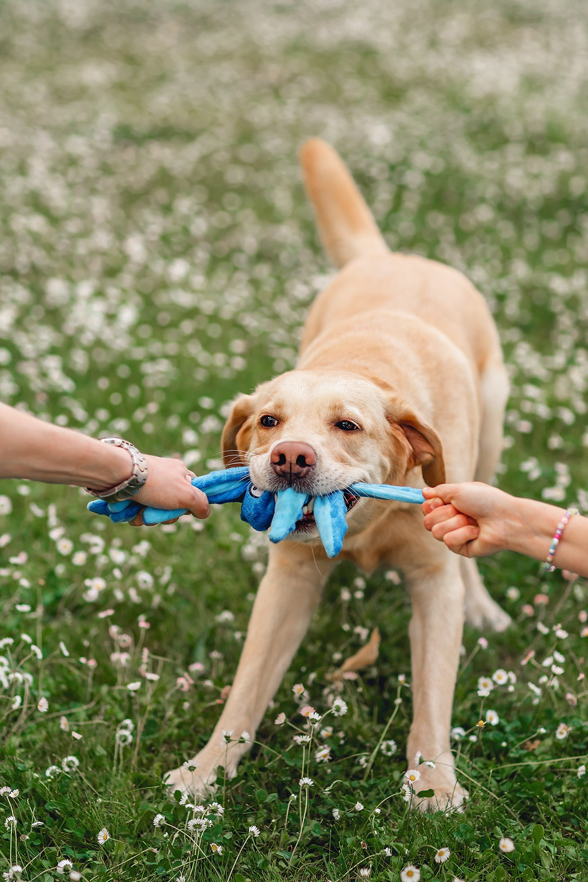 Костик, Валерия и Сергей. Семейный фотограф анималист Мария Крючкова