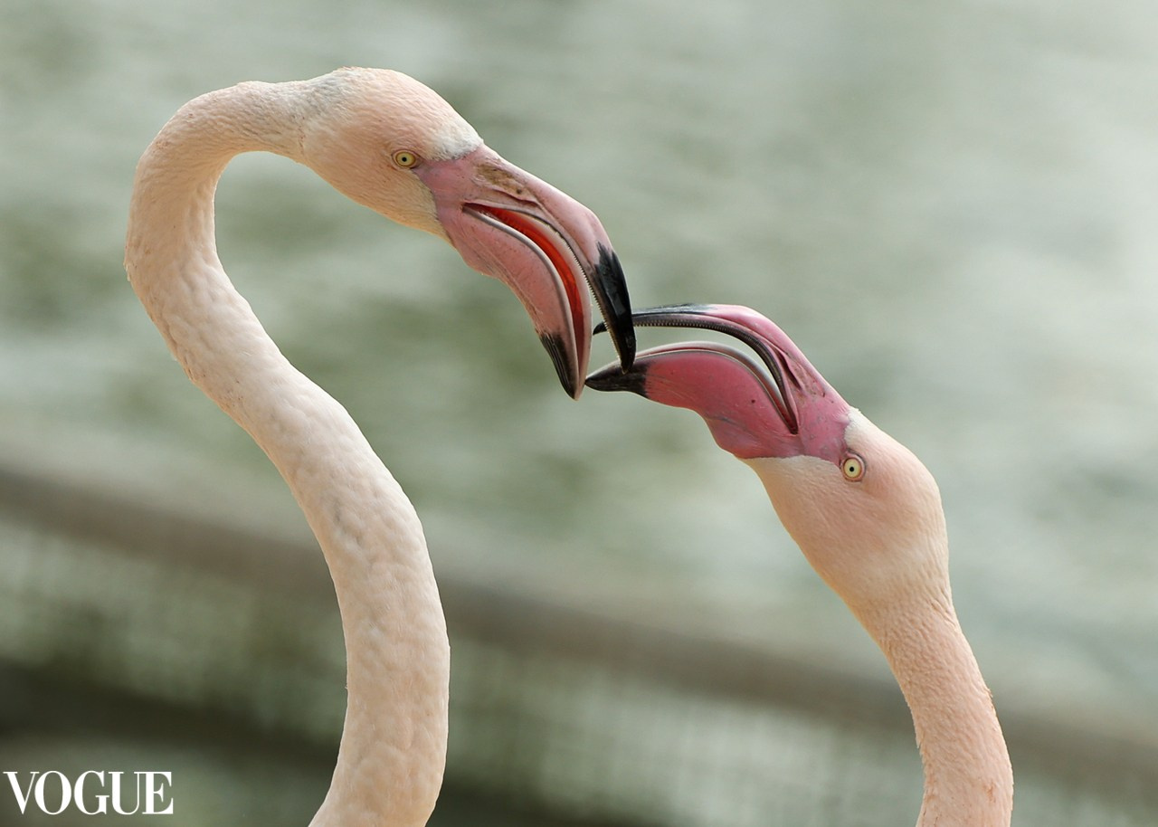 VOGUE. Репортажный, архитектурный, театральный и файн-арт фотограф Лена Мельникова в Москве