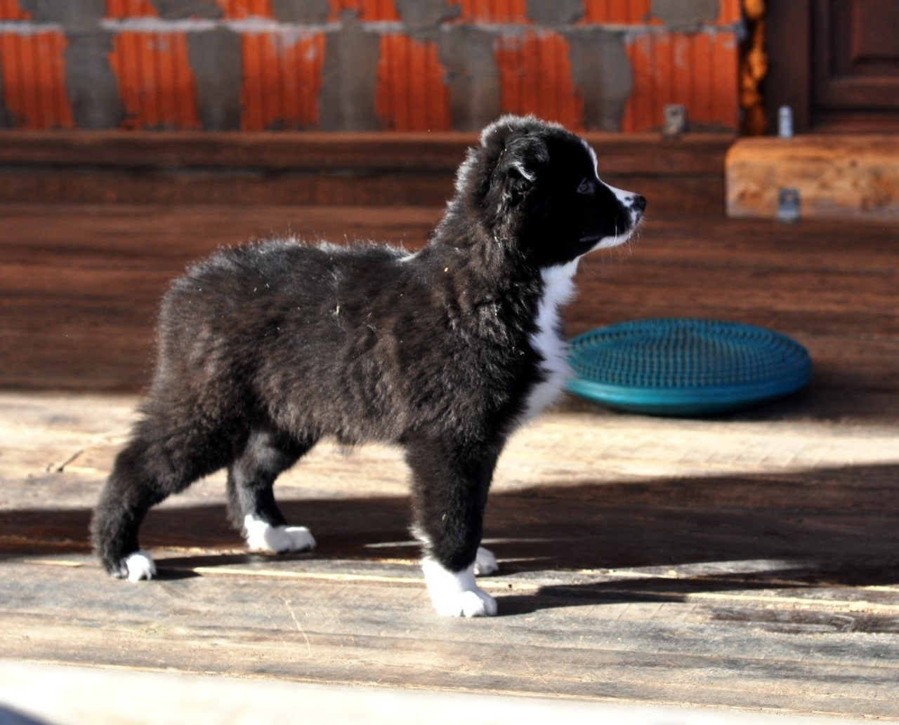 Хава. BLGKV питомник собак