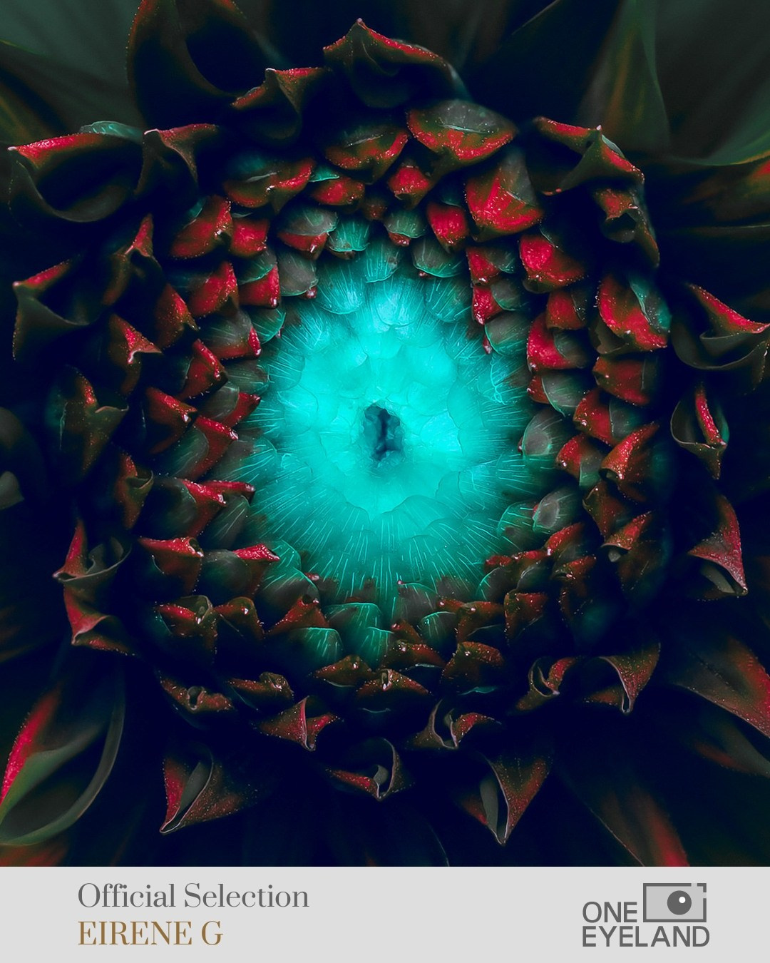 ONEEYELAND GALLERY. Eirene G |  Photoartist | Flowers from my garden