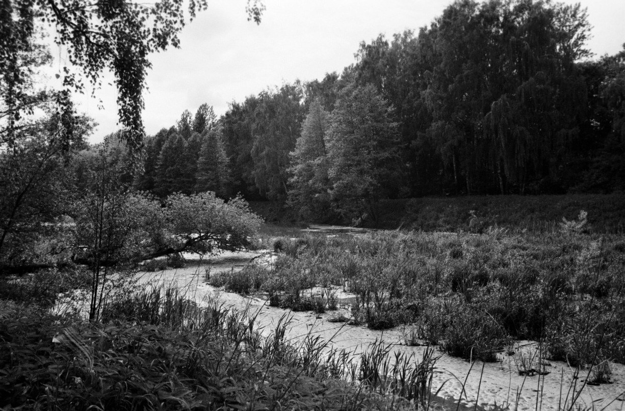 Лесная серия. Kirill Gribov