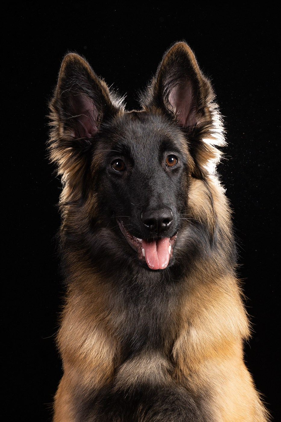 Небольшой отчёт о том, как прошли студиные фото дни. Фотограф-анималист Natalia Deingel | Фотосъемка собак в Москве