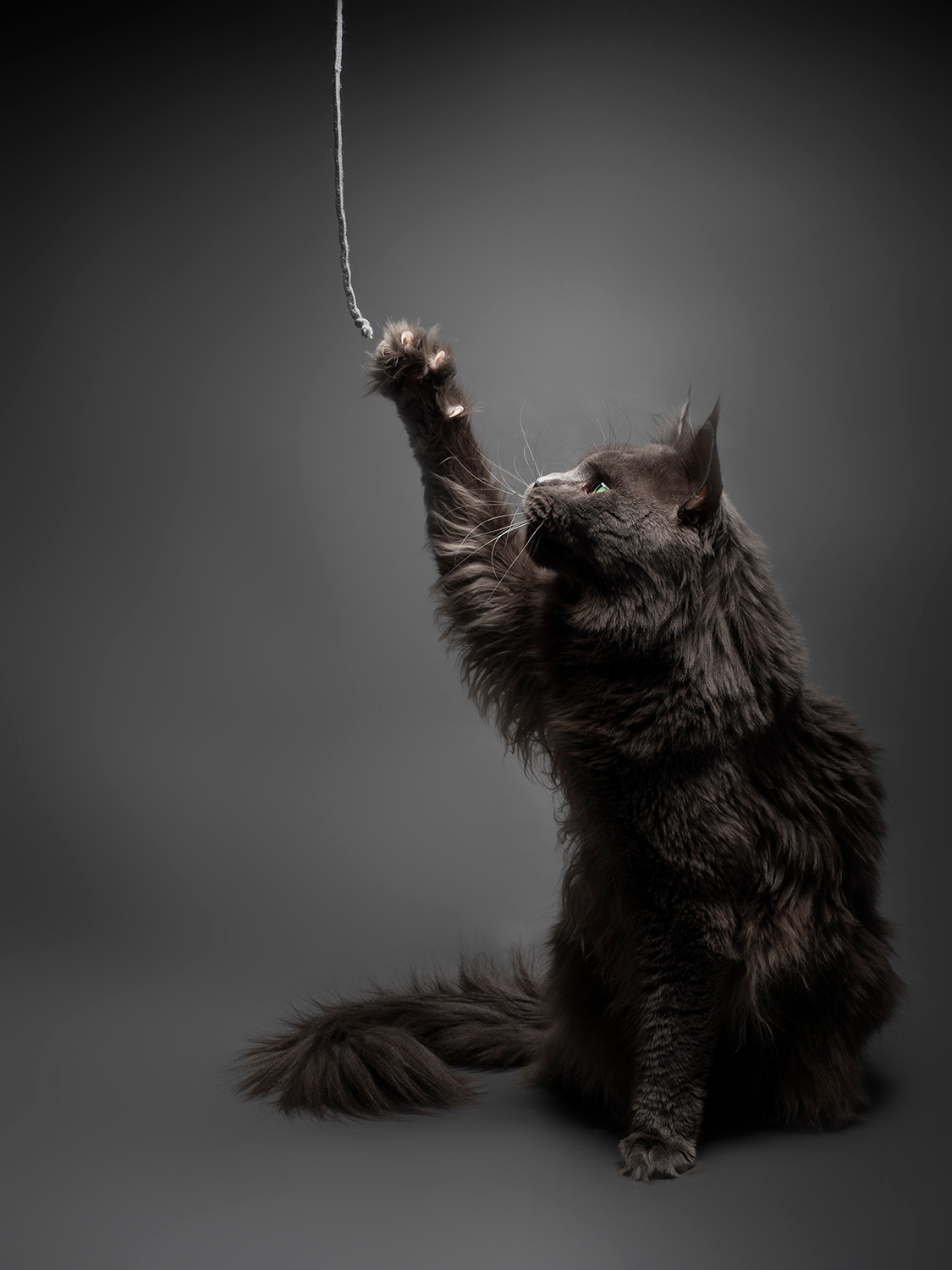 Домашние питомцы. Семейные фотографы в Екатеринбурге Анна и Александр A&A Best Foto