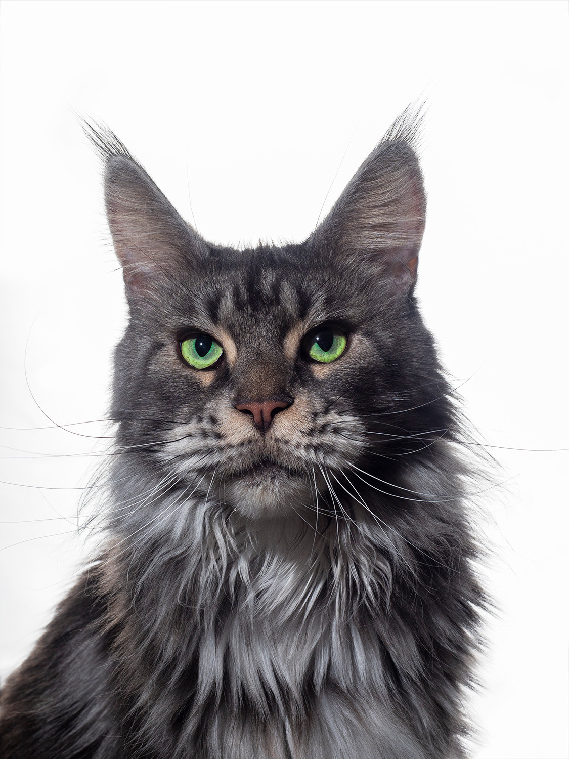 Домашние питомцы. Семейные фотографы в Екатеринбурге Анна и Александр A&A Best Foto