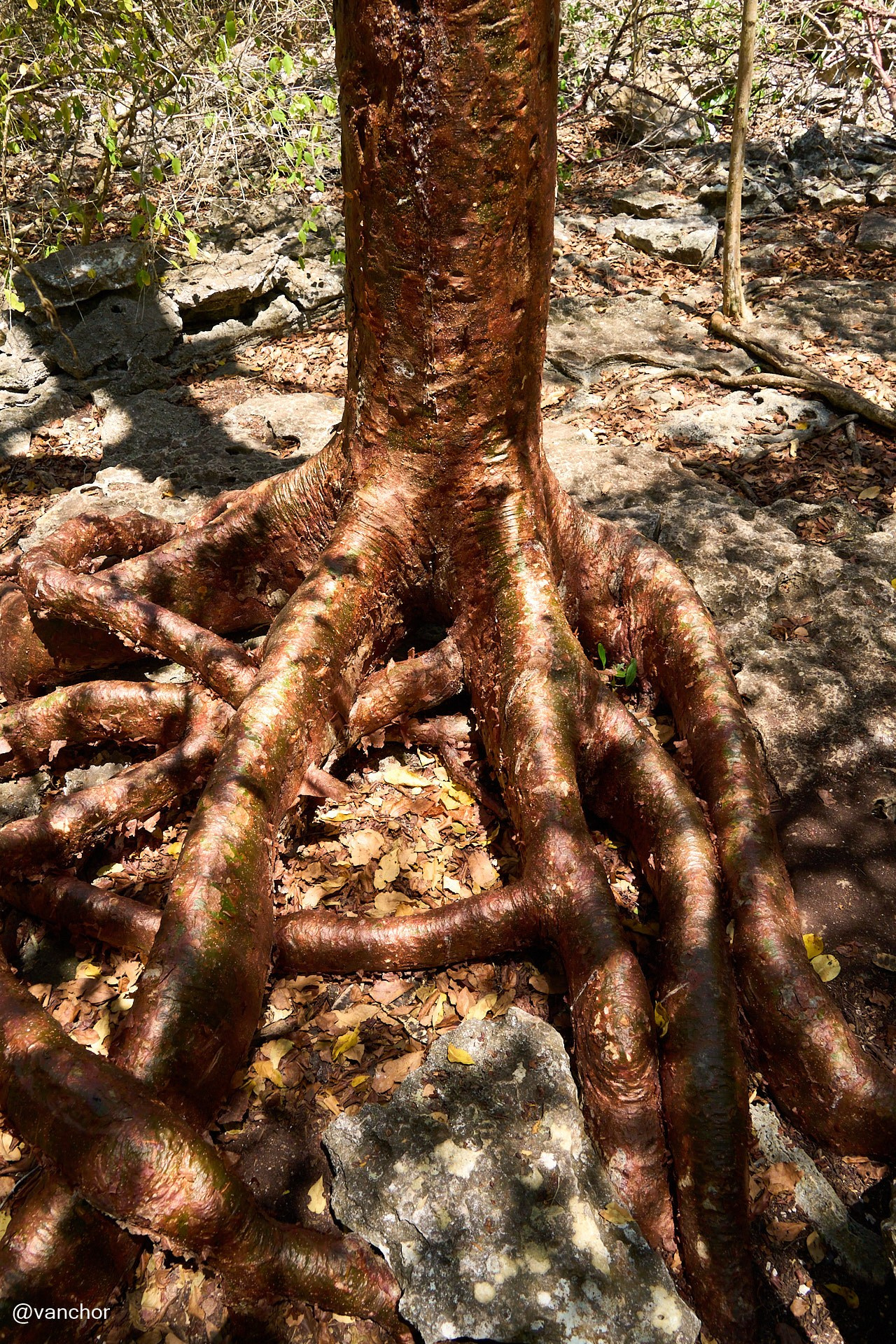 Куба. Сиенага де Сапата. Объектив бродяги