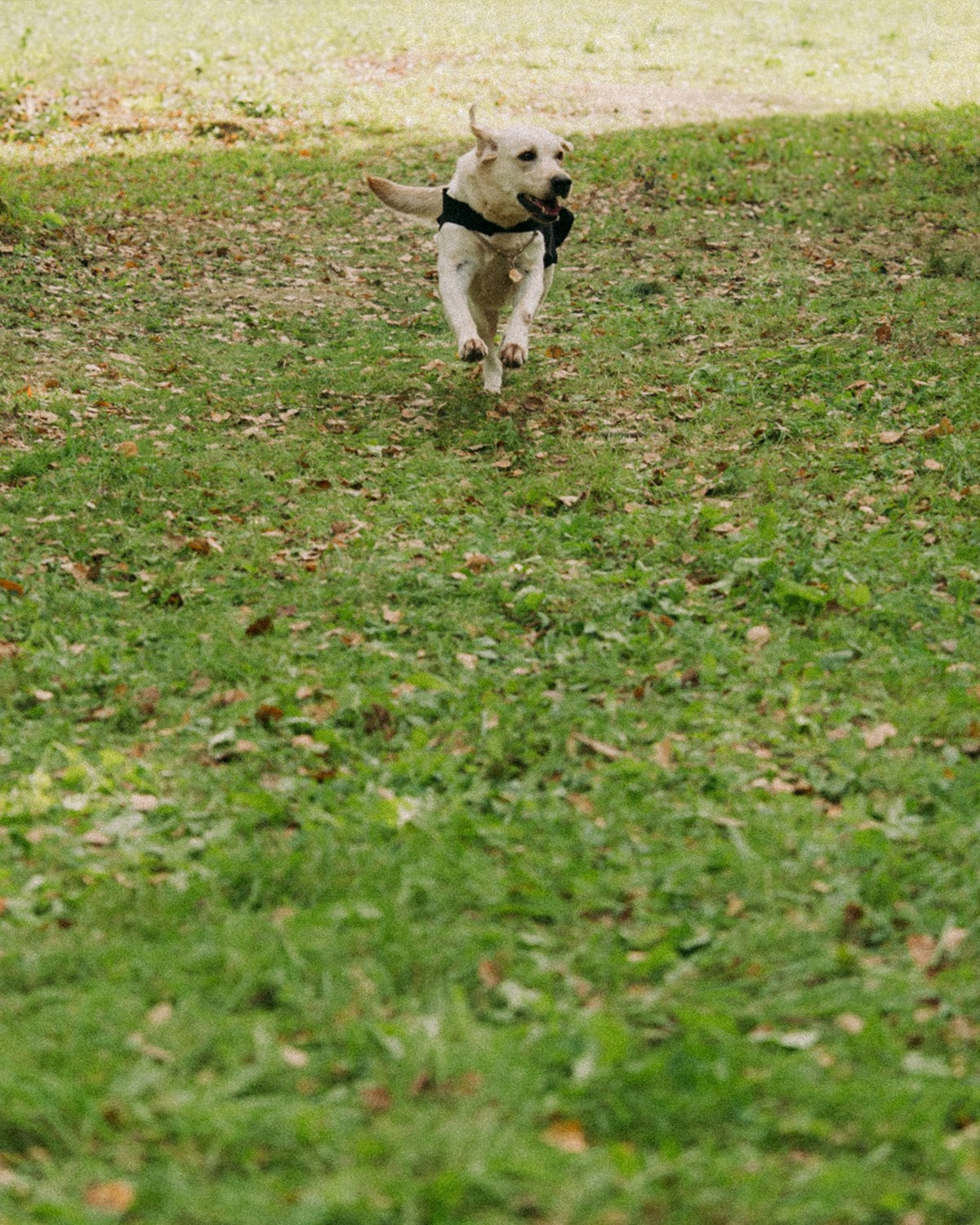 Никита и Полина. Свадебный фотограф Артем Смирнов
