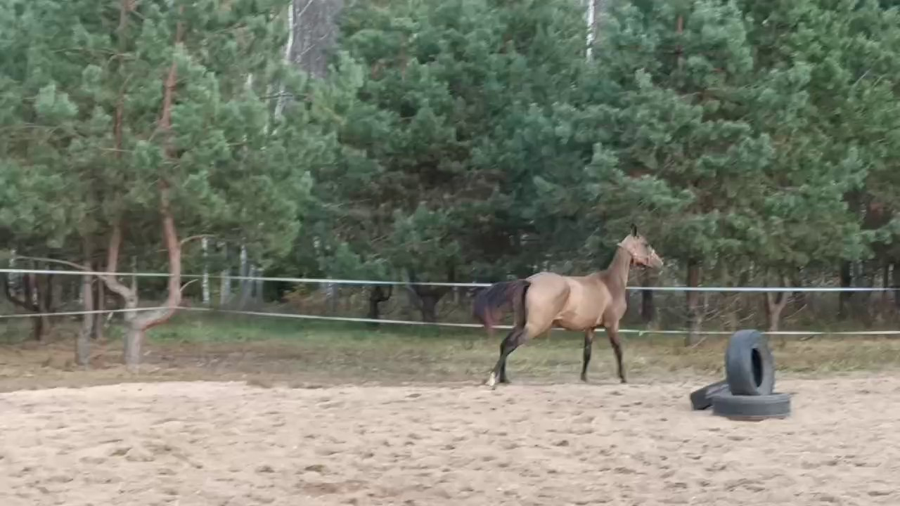 Бастет. Продажа ахалтекинских и полукровных лошадей