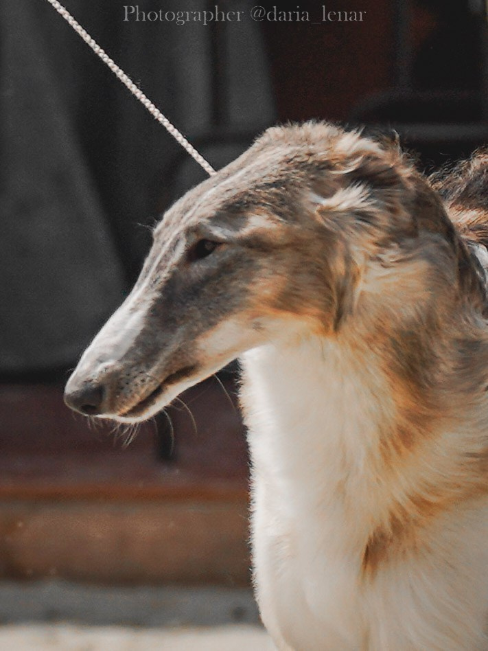 Выставки собак. Фотограф в Москве Ленарская Дарья