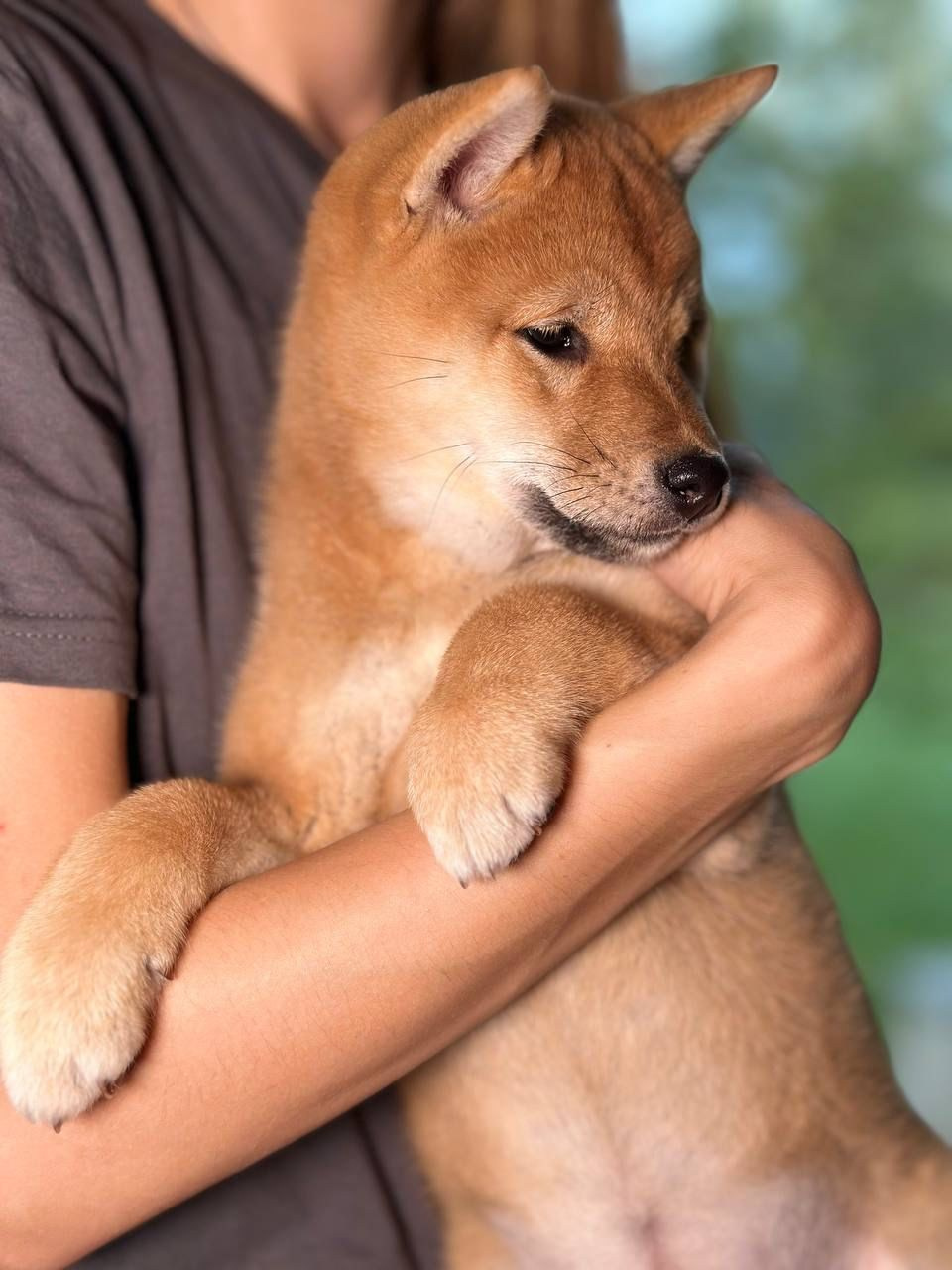 Сиба Rubylight Zoe питомник Рубилайт 