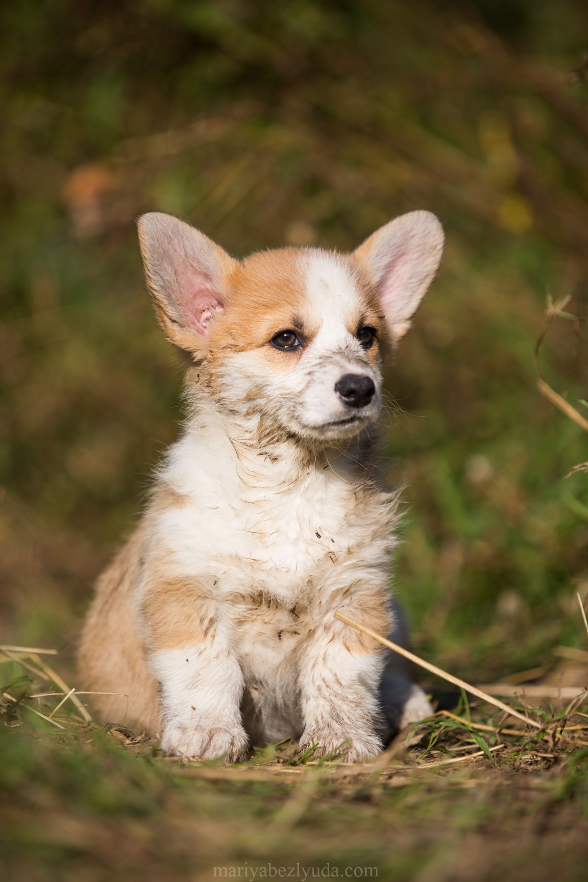 Щенки. Семейный и детский фотограф в Москве Мария Быкова