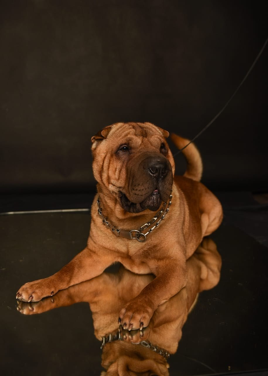 Купить Шарпей Сургут, Купить Шарпея Сургут, Купить щенка Шарпей Сургут, ТОП питомник Шарпеев Сургут, Питомник Шарпей  Сургут, 