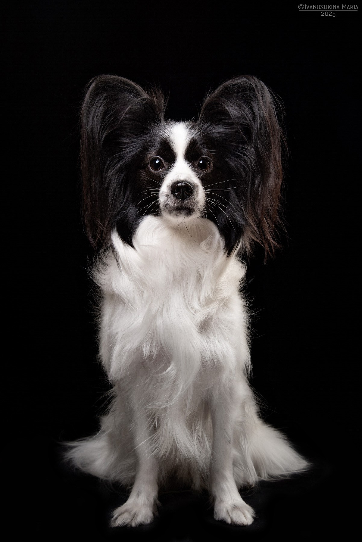 Фотосессия собаки в студии. Фотограф собак в Москве и Московской области Иванушкина Мария