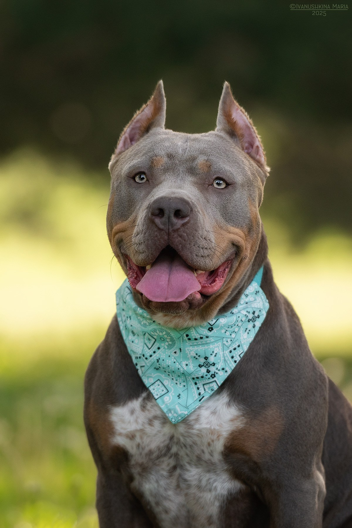 Фотограф-анималист. Фотограф собак в Москве и Московской области Иванушкина Мария