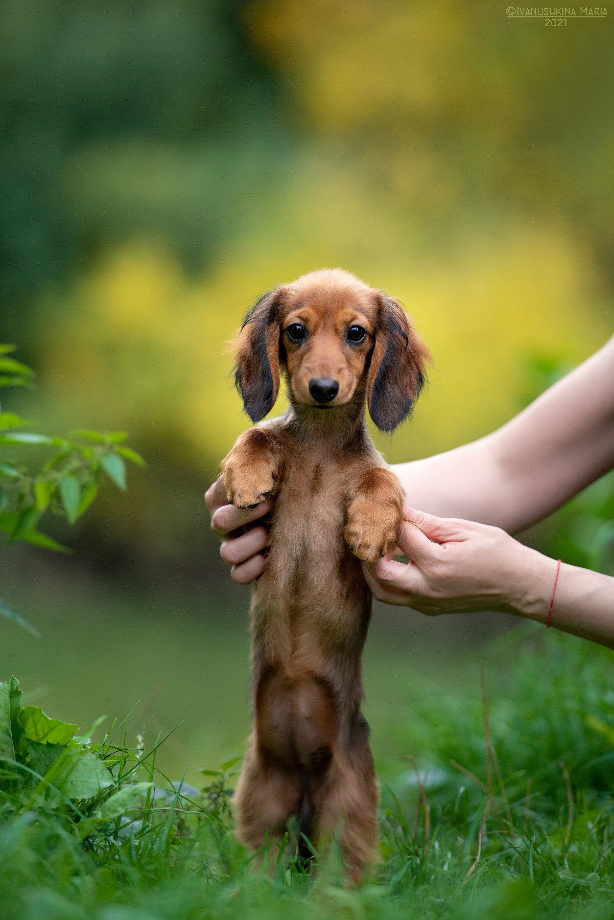 Фотосессия щенков на продажу. Фотограф собак в Москве и Московской области Иванушкина Мария