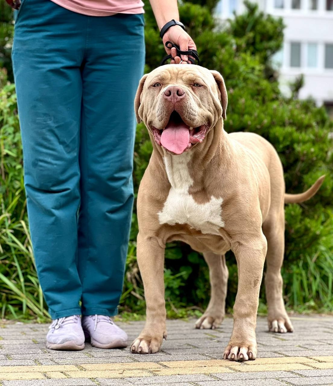 Hunter&Queenie, 13.01.25. Американские булли XL в г. Калининград. Питомник Great Bully UNIVERSE