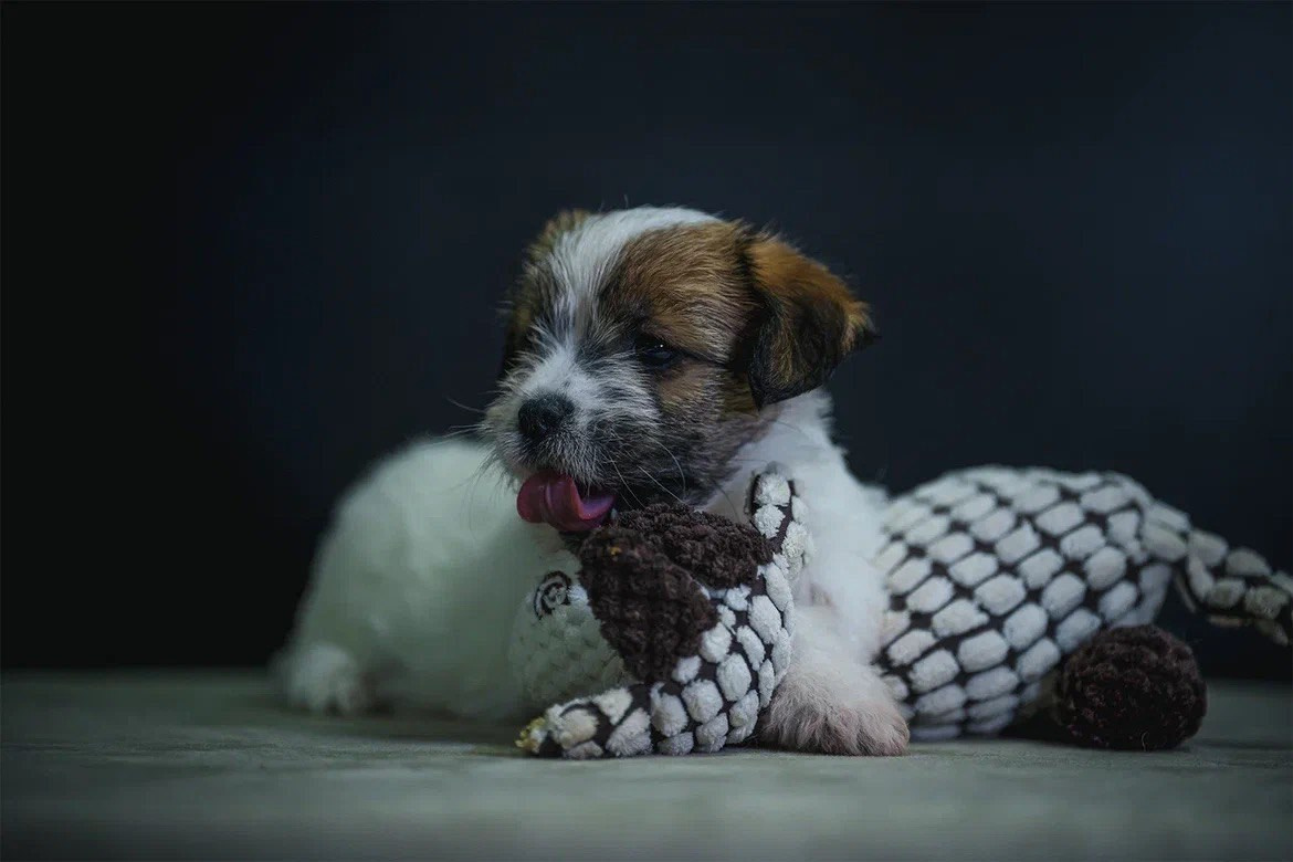 Сука 6. Lovely-Orange питомник джек рассел терьеров