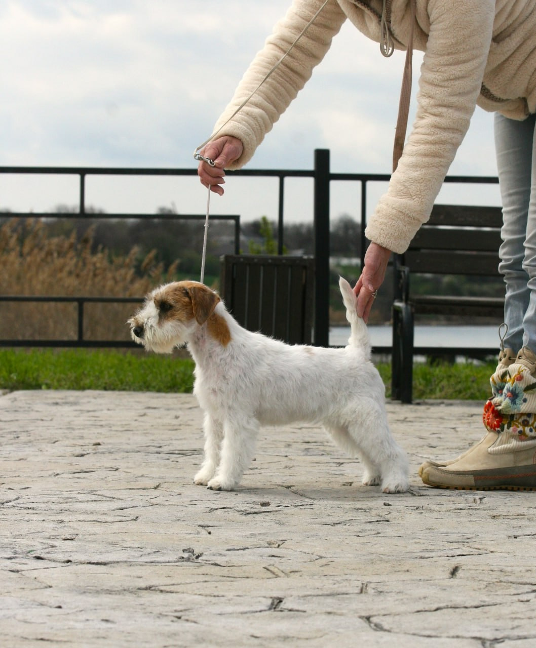 Lovely-Orange Coza Nostra. Lovely-Orange питомник джек рассел терьеров