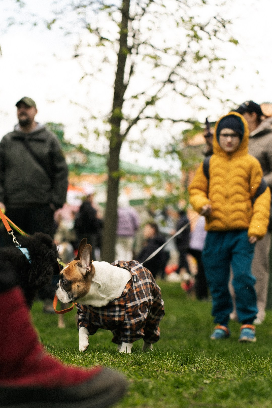 Парад Бульдогов. Axenov_eugene