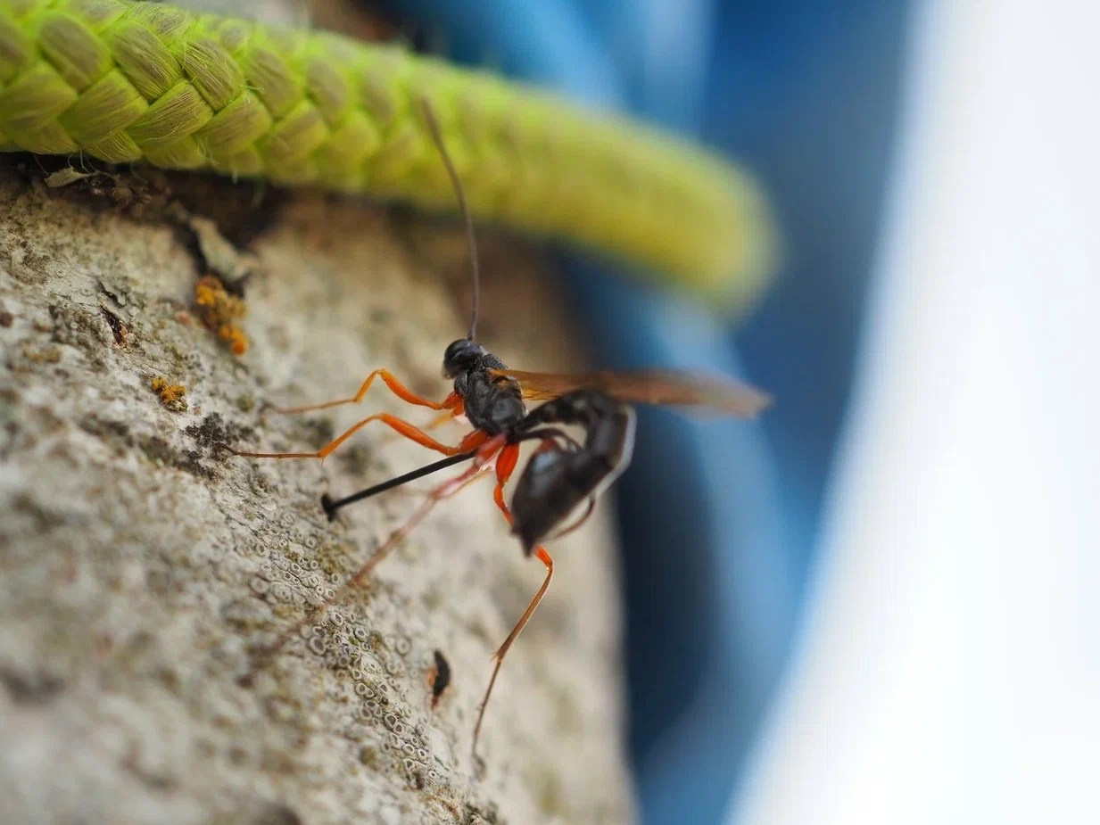 Begomvprofcom.wfolio.pro