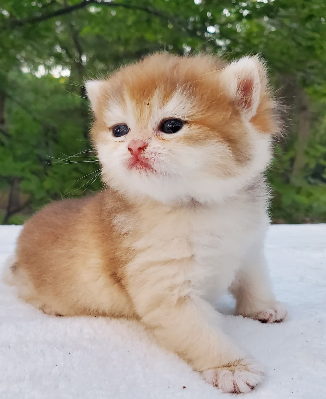 Kafi, DB-08.21.25, female, $1600. British shorhair Cats