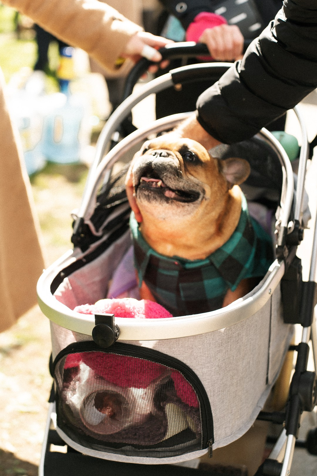 Парад Бульдогов. Axenov_eugene