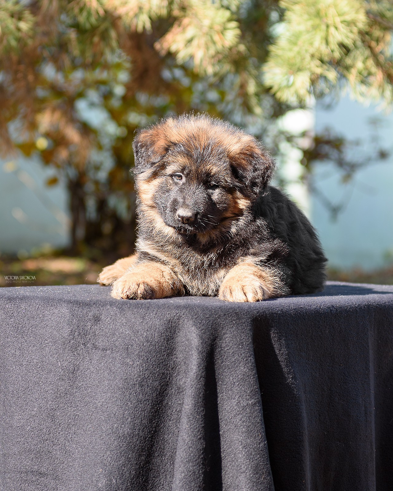 Немецкие овчарки 14.10.2023. Фотограф анималист Благовещенск. Сафонова Виктория