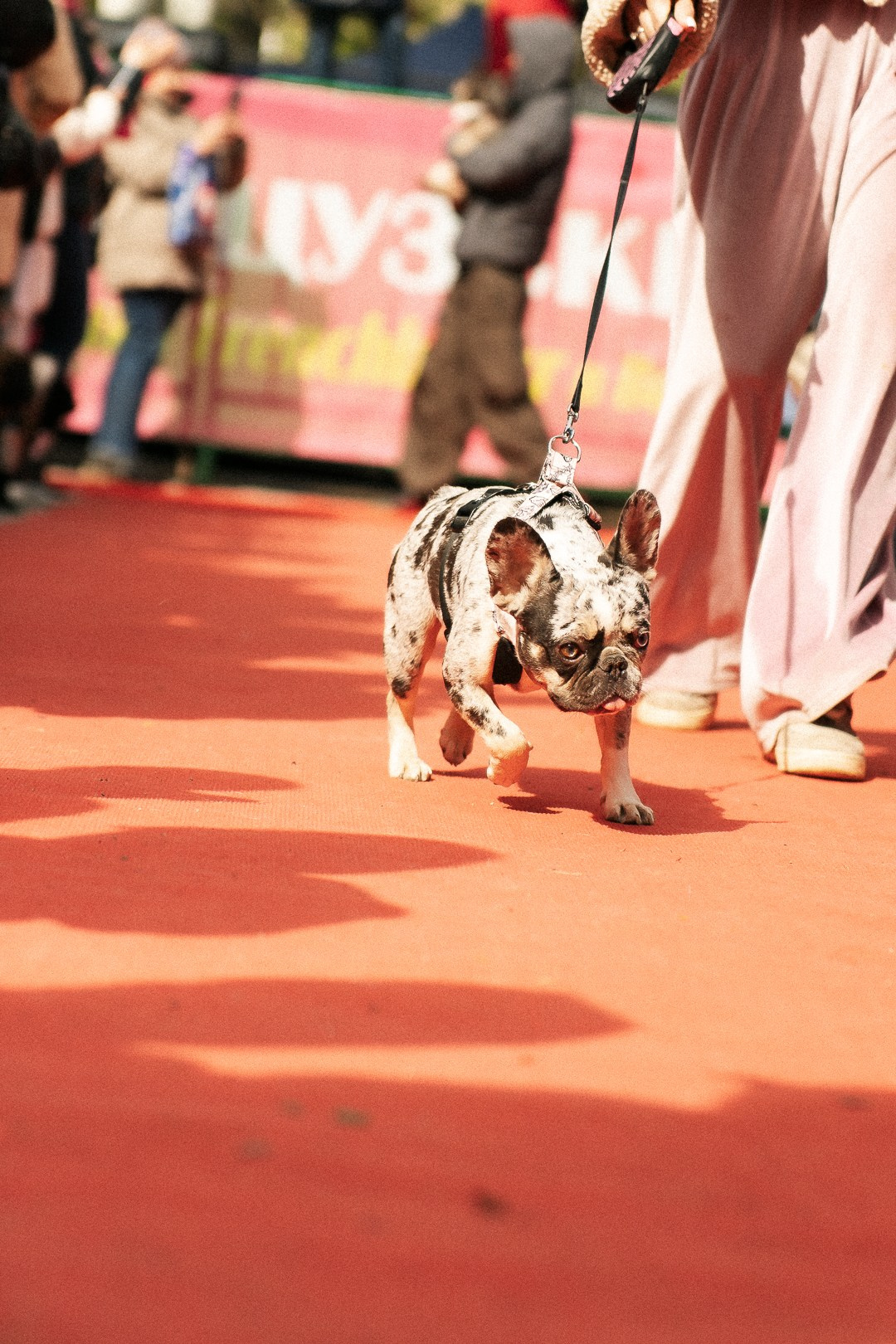 Парад Бульдогов. Axenov_eugene