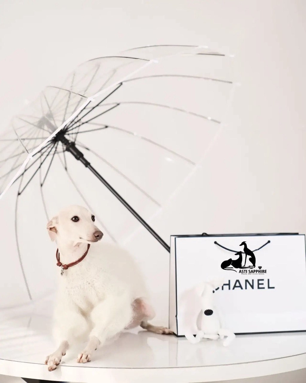 Одежда. Профессиональный питомник левреток РКФ/FCI ASTI SAPPHIRE 💎 Сочи|Санкт-Петербург